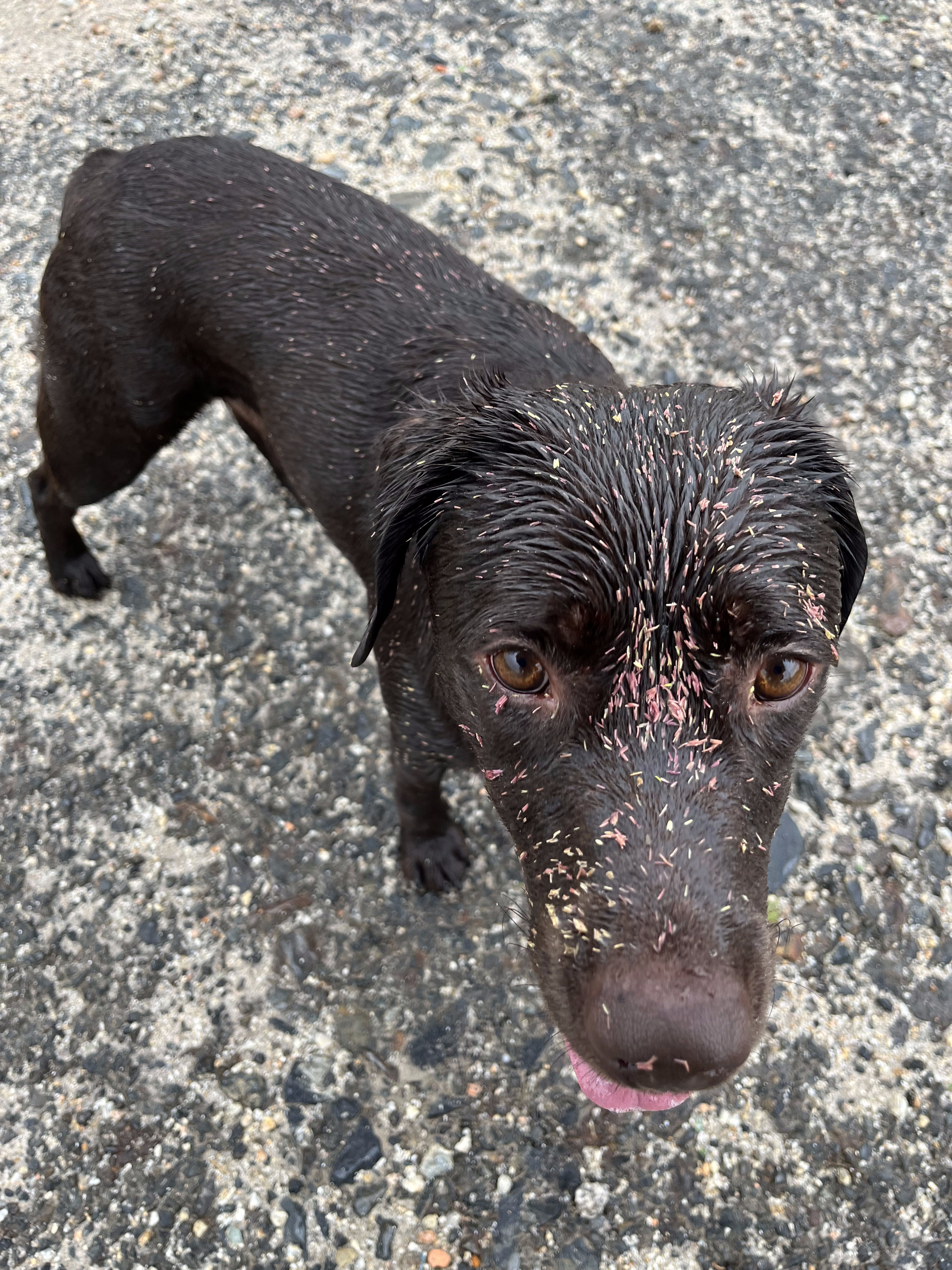Freddy cubierto de polen después de correr en el pasto