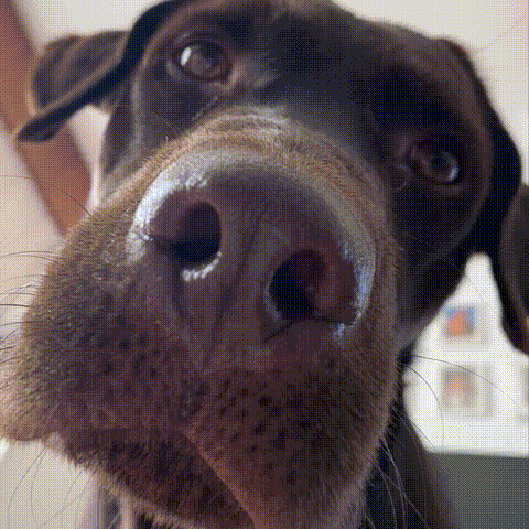 Primer plano de la linda nariz de Freddy