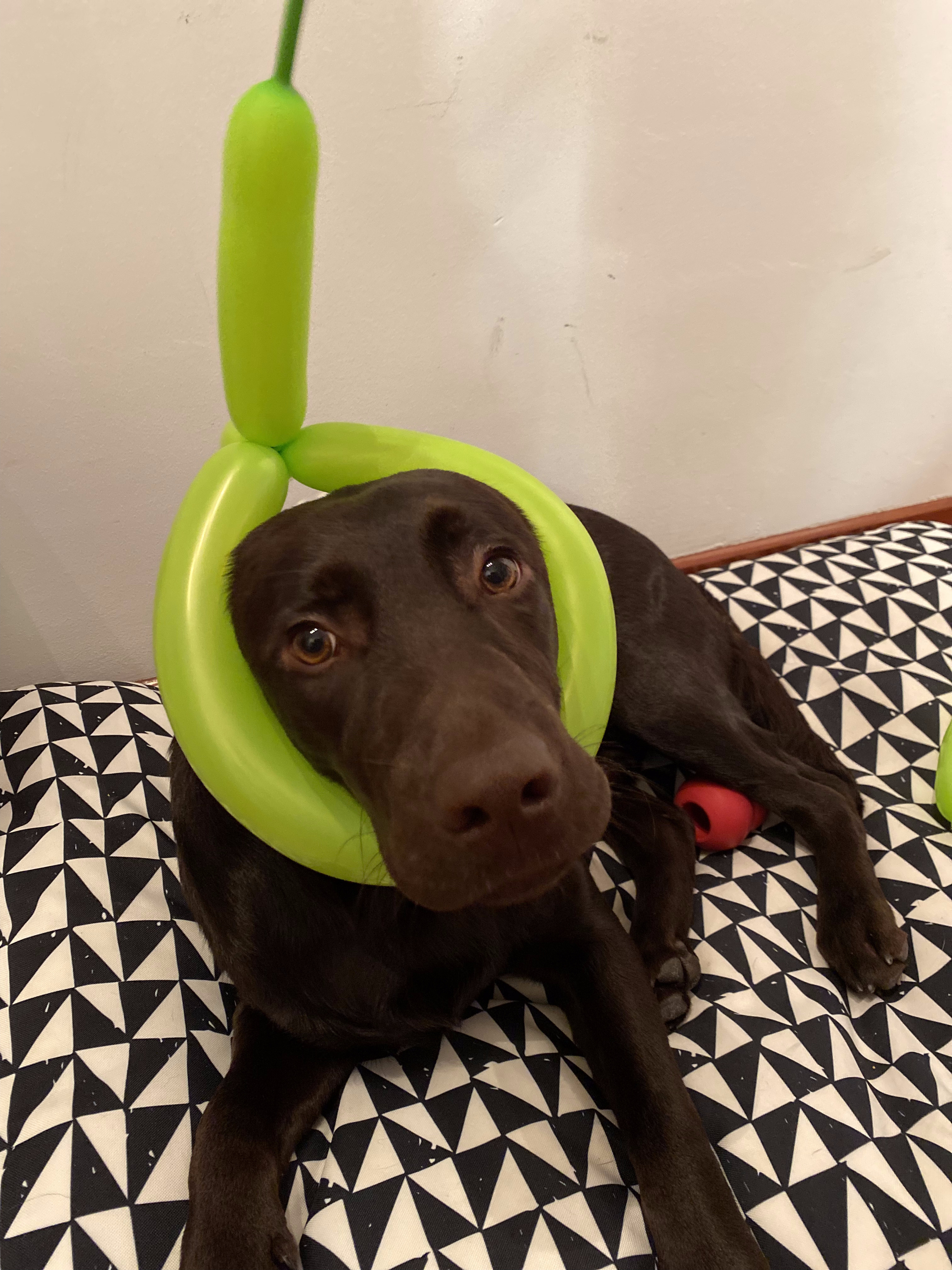 Freddy con sombrero de globo